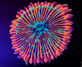 Zoanthid