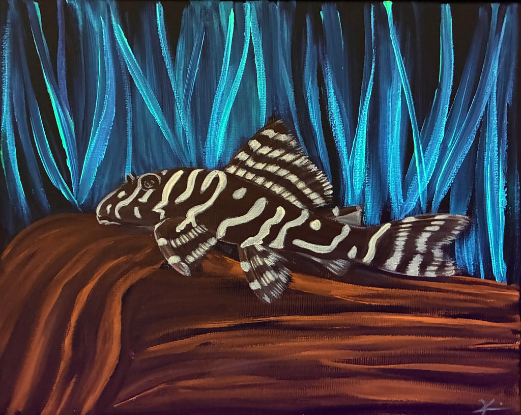 Pleco painting