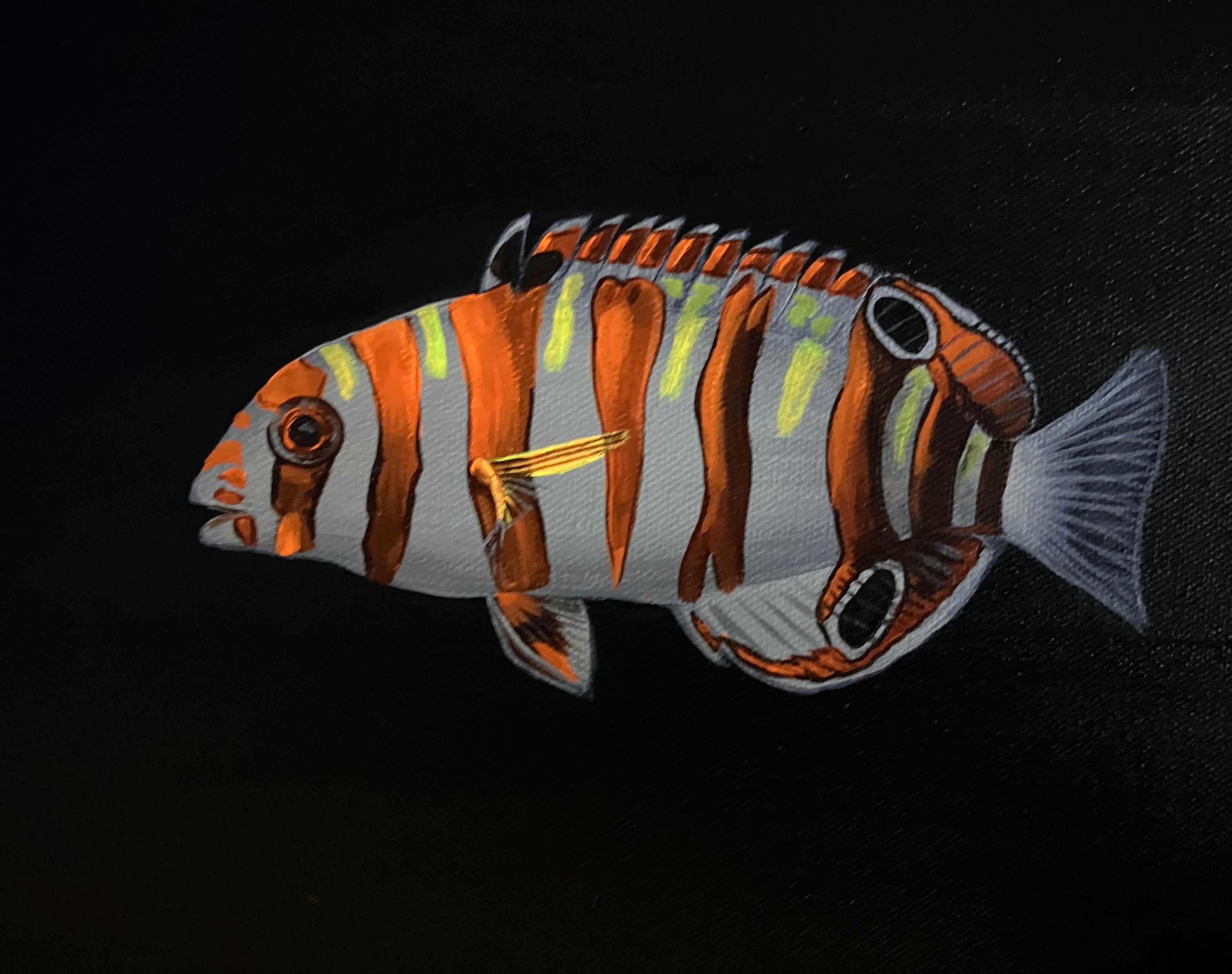 Harlequin Tusk Fish painting