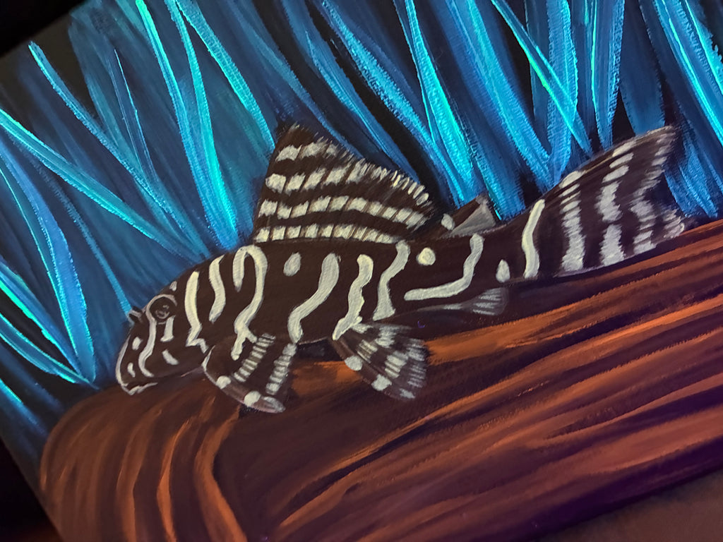 Pleco painting