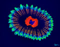 Zoanthid black light painting
