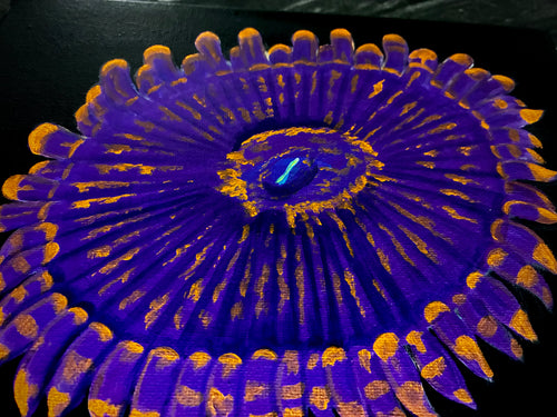 Blacklight Zoanthid painting