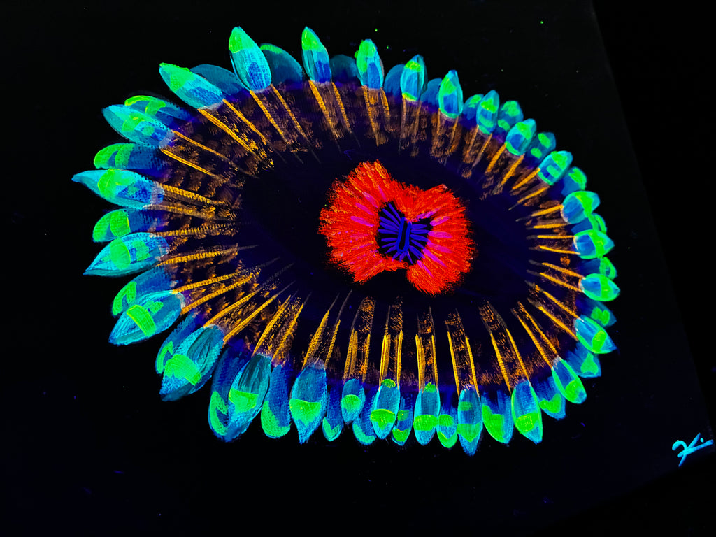 Zoanthid black light painting