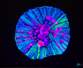 Blacklight bounce coral original painting