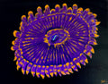 Blacklight Zoanthid painting
