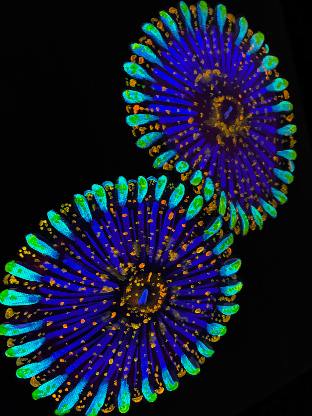 Zoanthid blacklight painting