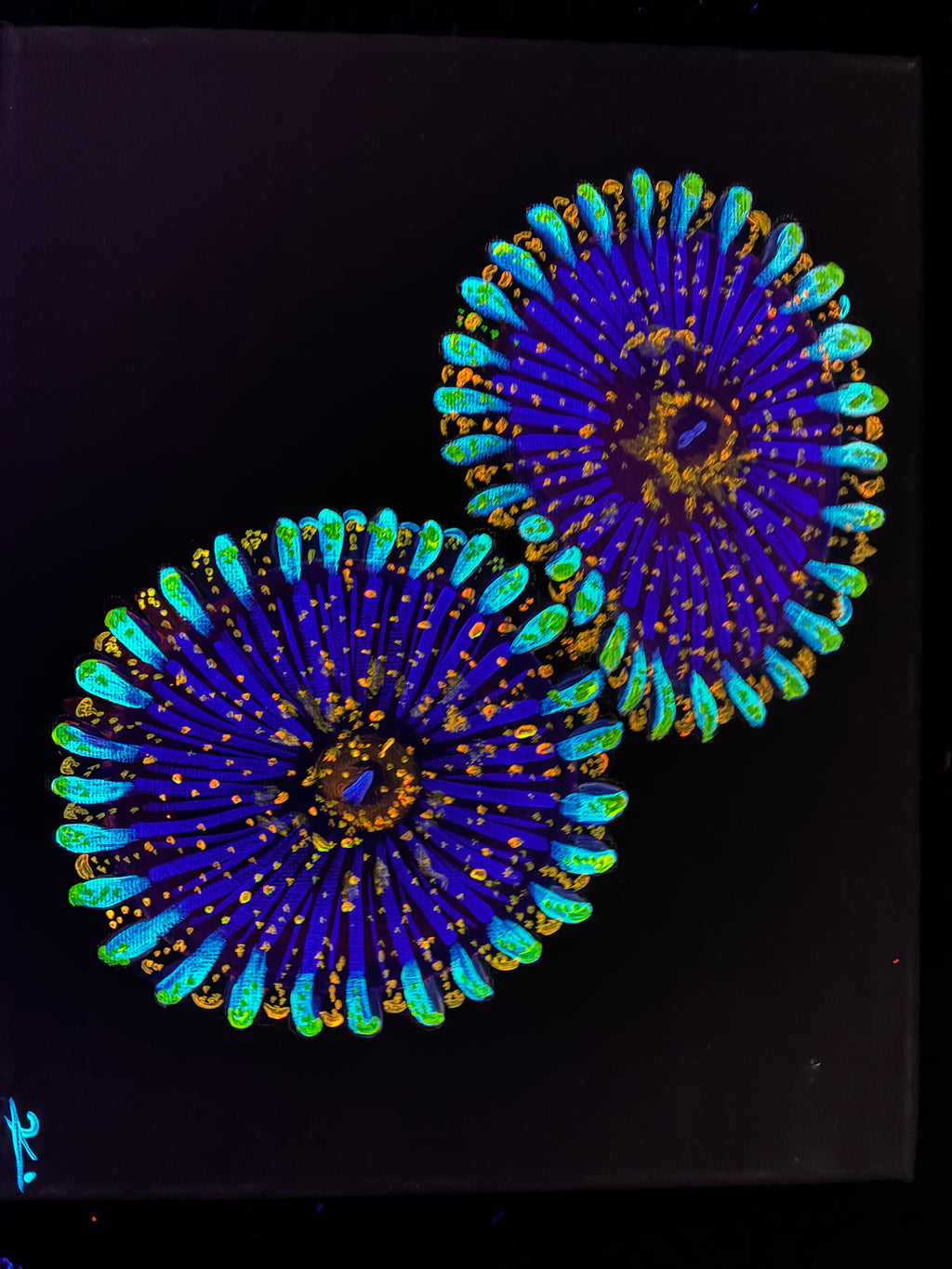 Zoanthid blacklight painting