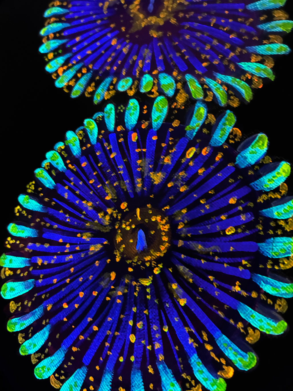 Zoanthid blacklight painting