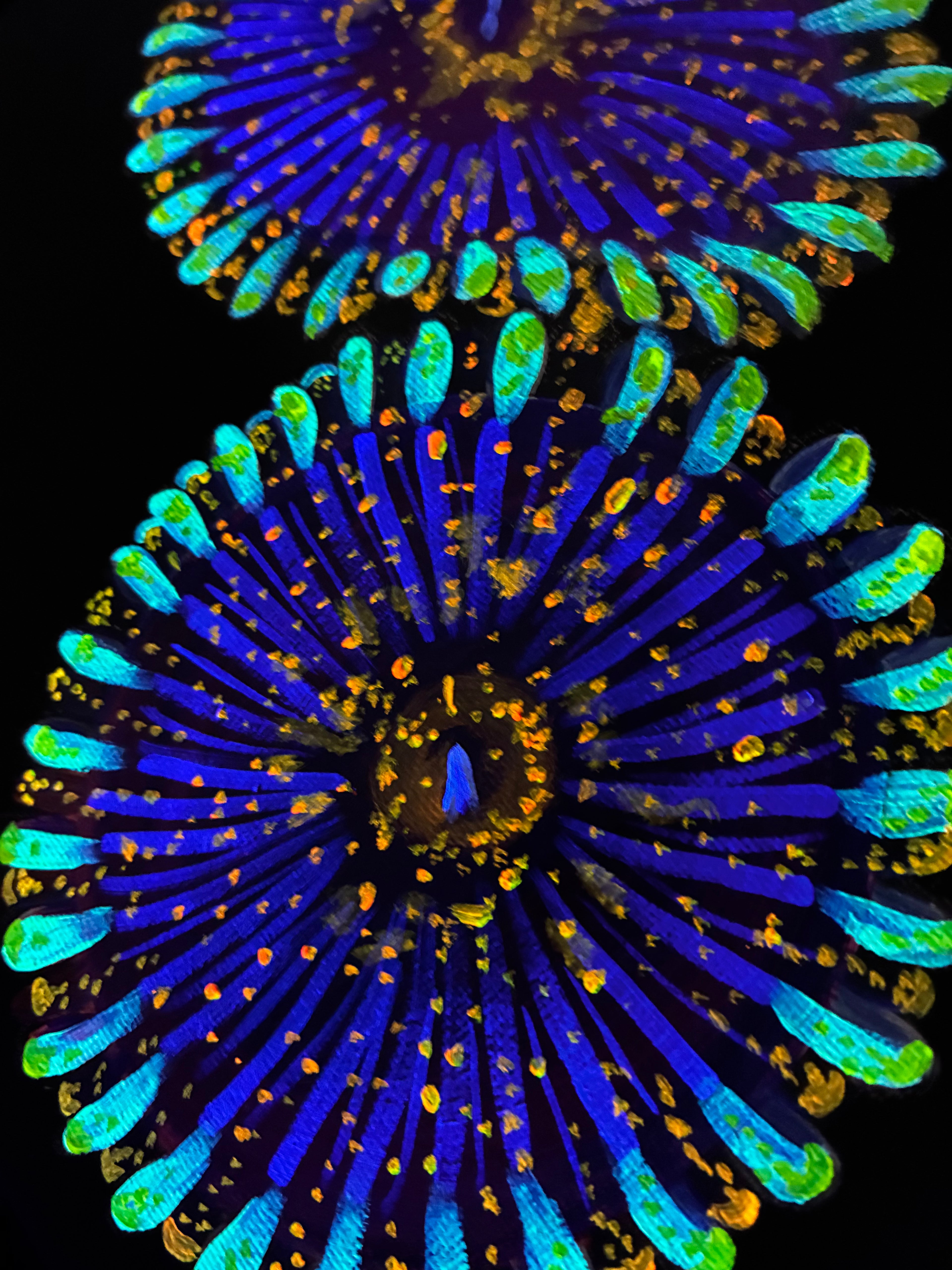 Zoanthid blacklight painting