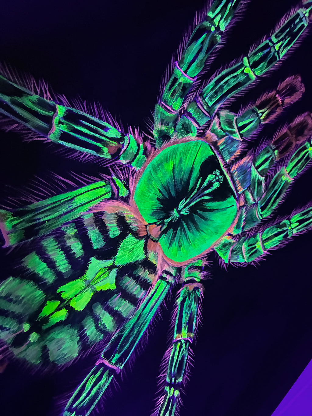 Ornamental tarantula